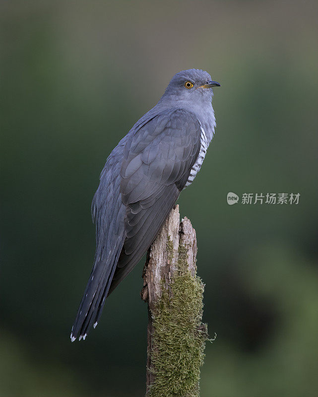 雄性杜鹃(Cuculus canorus)